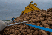 កំណត់ត្រានៃការប្រមូលផលដំឡូងបែលហ្ស៊ិកនាំមកនូវការប្រកួតប្រជែងក្នុងការរក្សាគុណភាព