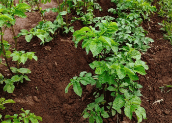 Beyond the Hype: Analyzing the True Potential of the ‘Latona’ Potato for Commercial Stability