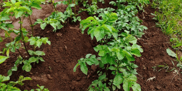 Beyond the Hype: Analyzing the True Potential of the ‘Latona’ Potato for Commercial Stability