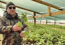 감자 너머: 아스트라한의 고구마 시험 재배는 러시아 작물 생산의 변화를 의미합니다.