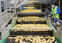 មជ្ឈមណ្ឌលកសិឧស្សាហកម្មថ្មី៖ €62.5 លានភ្នាល់លើការកែច្នៃដំឡូងរ៉ូម៉ានី