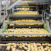A New Agri-Industrial Hub: €62.5 Million Bet on Romanian Potato Processing 2 A New Agri-Industrial Hub: €62.5 Million Bet on Romanian Potato Processing