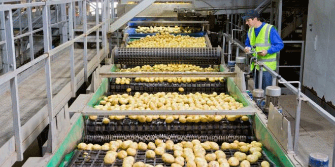 A New Agri-Industrial Hub: €62.5 Million Bet on Romanian Potato Processing