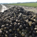 Potato Prices in Russia Set to Drop: How Harvests and Imports Are Stabilizing the Market