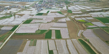 How High-Tech Potato Seed Production is Driving Agricultural Success in Zhangjiachuan