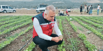 Potato Harvest Begins in Hatay: Insights on Yield, Soybean Growth, and Agricultural Support
