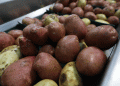 The Hidden Risks of Unlabeled Seed Potatoes: Compliance and Consequences for Modern Farming
