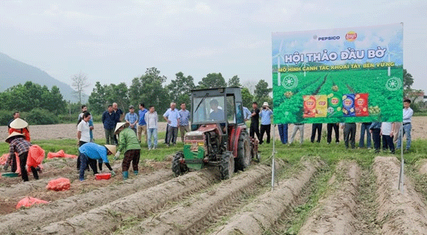 Vietnam’s FL2215 Potato Model: A Game-Changer for Processing and Farmer Profitability