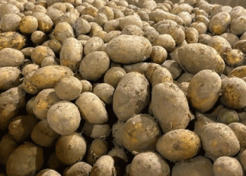 Kaliningrad Region Ships 400 Tons of Seed Potatoes to Russian Regions