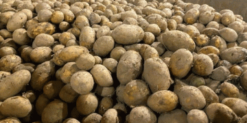 Kaliningrad Region Ships 400 Tons of Seed Potatoes to Russian Regions