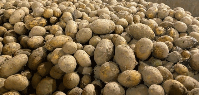 Kaliningrad Region Ships 400 Tons of Seed Potatoes to Russian Regions