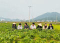 Promising Potato Harvest in Hanoi: The Rise of High-Yield Winter Farming
