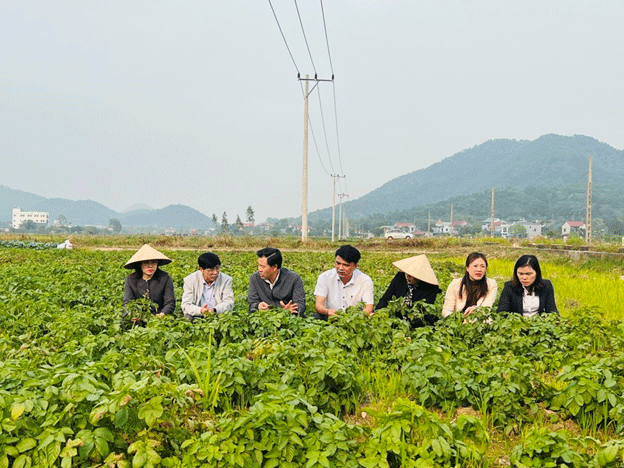Promisoria cosecha de patatas en Hanoi: el auge de la agricultura invernal de alto rendimiento