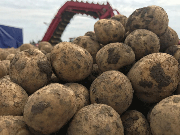 Surge in Potato and Vegetable Harvests in Kaliningrad: What It Means for Local Markets 31 Surge in Potato and Vegetable Harvests in Kaliningrad: What It Means for Local Markets