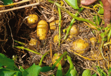 За пределами плуга: как системы выращивания картофеля с нулевой обработкой и мульчей из рисовой соломы увеличивают прибыль и улучшают здоровье почвы