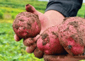 Eco-Friendly Potato Farming in Yunnan: A Model for Sustainable Profits and High Yields