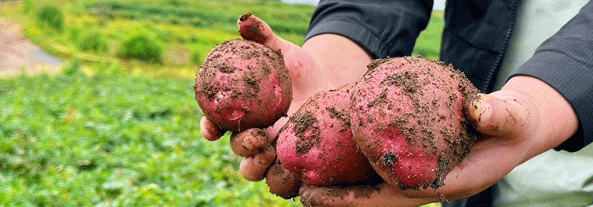 Eco-Friendly Potato Farming in Yunnan: A Model for Sustainable Profits and High Yields