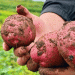 Eco-Friendly Potato Farming in Yunnan: A Model for Sustainable Profits and High Yields