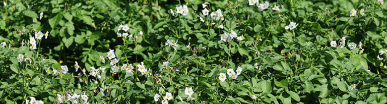 Summer Rains and Potato Growth: How Weather Conditions Are Shaping This Year’s Harvest