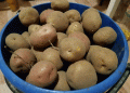 Why Potato Farming in Tula Region is Becoming More Profitable Than Other Vegetables