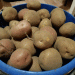 Why Potato Farming in Tula Region is Becoming More Profitable Than Other Vegetables