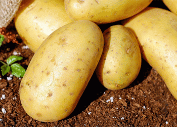 Europe’s Potato Paradox: Record Glut Triggers Price Collapse and Farmer Protests