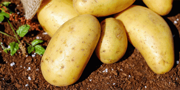 Europe’s Potato Paradox: Record Glut Triggers Price Collapse and Farmer Protests