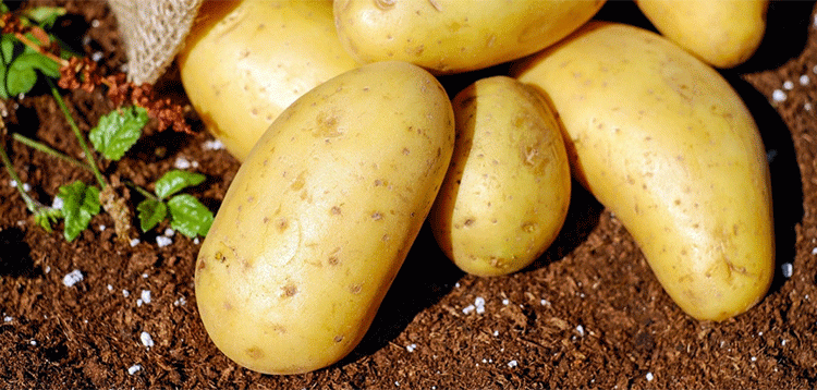 Europe’s Potato Paradox: Record Glut Triggers Price Collapse and Farmer Protests