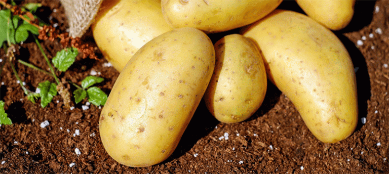 Europe's Potato Paradox: Record Glut Triggers Price Collapse and Farmer Protests 43 Europe’s Potato Paradox: Record Glut Triggers Price Collapse and Farmer Protests