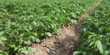 Organic Potato Farming in 2024: High Yields, Strong Prices, and Lessons from a Challenging Season