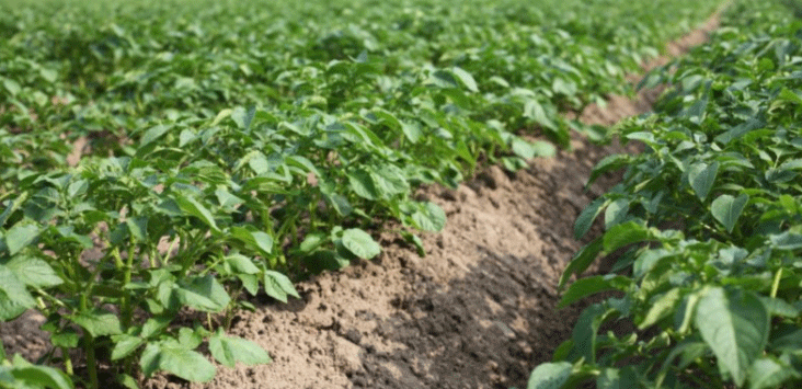 Organic Potato Farming in 2024: High Yields, Strong Prices, and Lessons from a Challenging Season