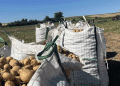Potato Market Crisis: Low Prices, Rising Competition, and the Risk of Farmer Panic