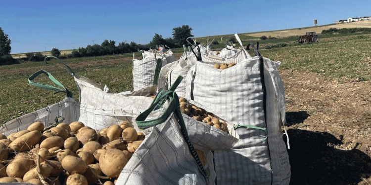 Potato Market Crisis: Low Prices, Rising Competition, and the Risk of Farmer Panic