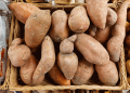 Sweet Potato (Batat) in Russia: A Rising Star in Agriculture – But Government Support is Key