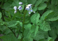 Less Interference, Higher Yields: Why Removing Potato Flowers Harms Your Crop