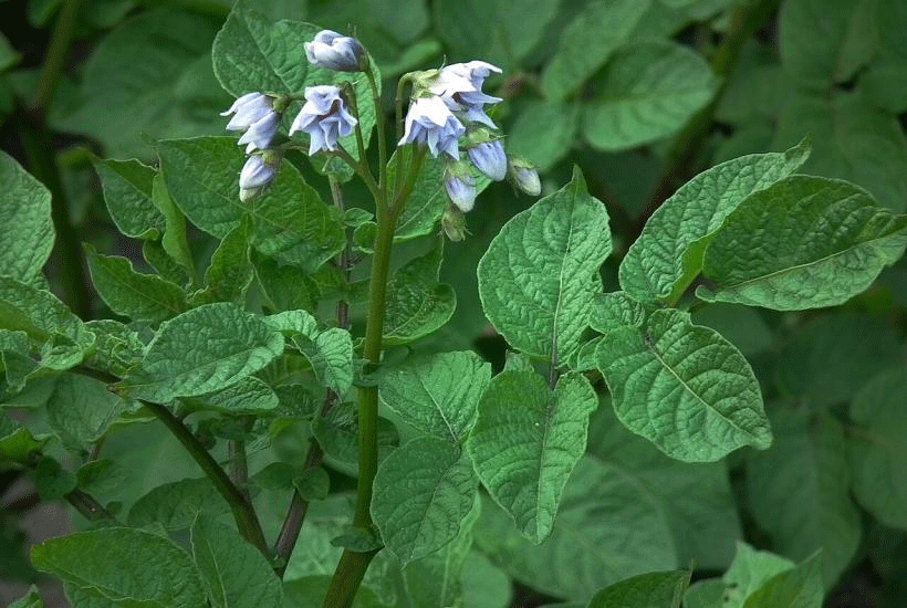 Less Interference, Higher Yields: Why Removing Potato Flowers Harms Your Crop
