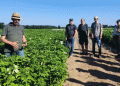 Become a Certified Potato Expert: DKHV Opens Registration for “Fachkraft Kartoffel 2025” Training Program