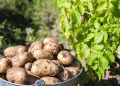 New Polysaccharide-Based Solution to Protect Potatoes from Harmful Bacteria
