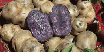 Peru expands processed potato exports: investments and prospects