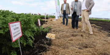 Early Potato Harvest in the Urals: Challenges, Yields, and Market Outlook