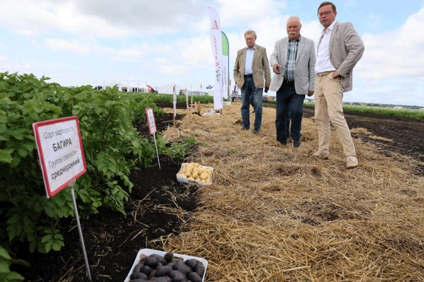 Early Potato Harvest in the Urals: Challenges, Yields, and Market Outlook 6 Early Potato Harvest in the Urals: Challenges, Yields, and Market Outlook