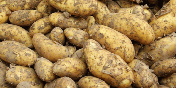 Early Potato Harvest in Stavropol: Record Acreage, Subsidies, and Yield Trends