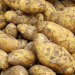 Early Potato Harvest in Stavropol: Record Acreage, Subsidies, and Yield Trends