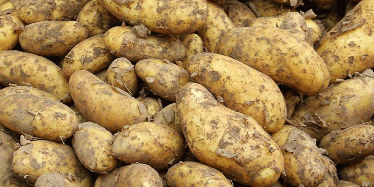 Early Potato Harvest in Stavropol: Record Acreage, Subsidies, and Yield Trends 39 Early Potato Harvest in Stavropol: Record Acreage, Subsidies, and Yield Trends