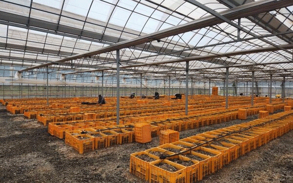 Boosting Autumn Potato Yields: Dangjin’s ‘Chubaek’ Seed Potatoes Offer High-Quality Solution