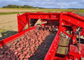 Royal HZPC expects record seed potato volume of over 1 million tonnes
