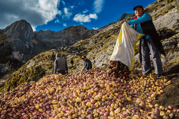 Boosting Potato Biodiversity: How Ancash Farmers Are Leading Peru’s Agricultural Resilience 4 Boosting Potato Biodiversity: How Ancash Farmers Are Leading Peru’s Agricultural Resilience