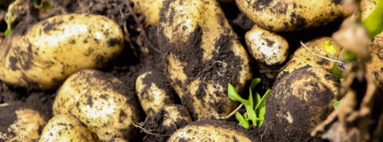 Potato Harvest 2025: The Science Behind Perfect Timing for Maximum Yield and Storage Quality