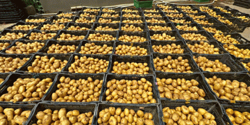 Exposing Fraud: The Mislabeling of Chinese Potatoes as Dalat Potatoes