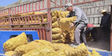 Free High-Yield Potato Seeds Boost Farmer Incomes in China’s ‘Potato Capital